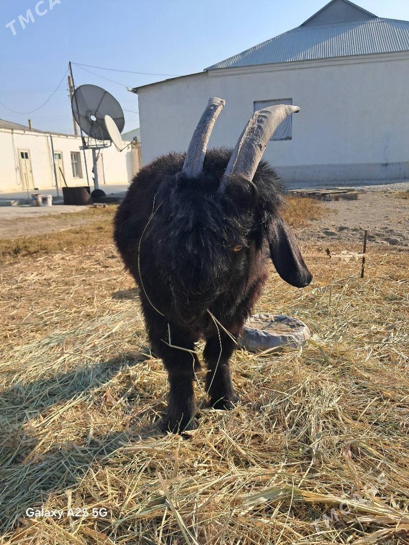 cebis - Gökdepe - img 6