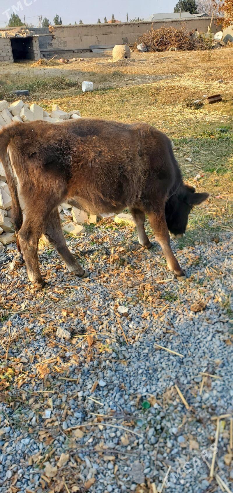 šwes tuwe - Гёкдепе - img 2