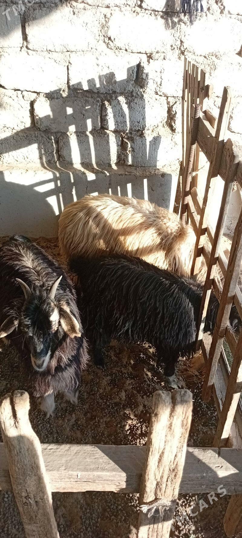 tokly - Garadamak - img 2