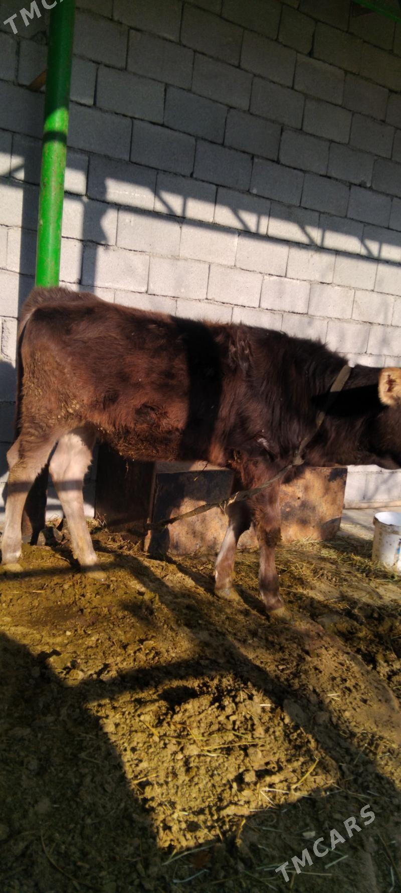 Göle tüwe - Тязе заман - img 2