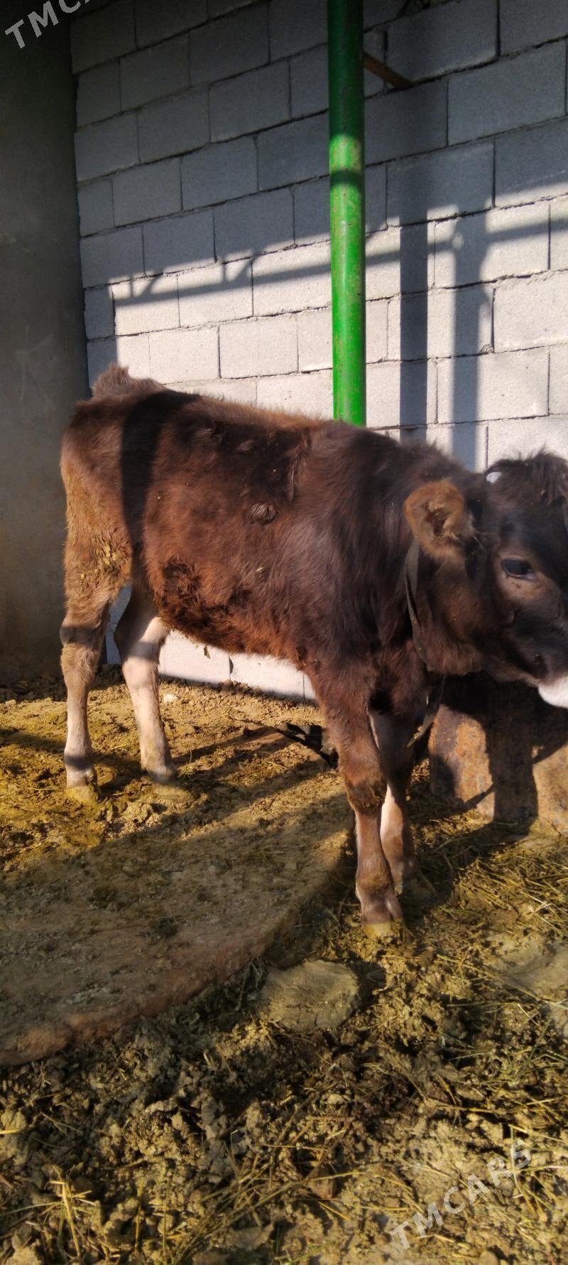 Göle tüwe - Тязе заман - img 4