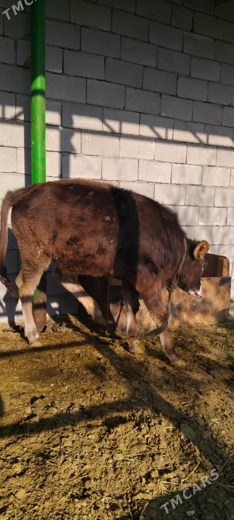 Göle tüwe - Тязе заман - img 3