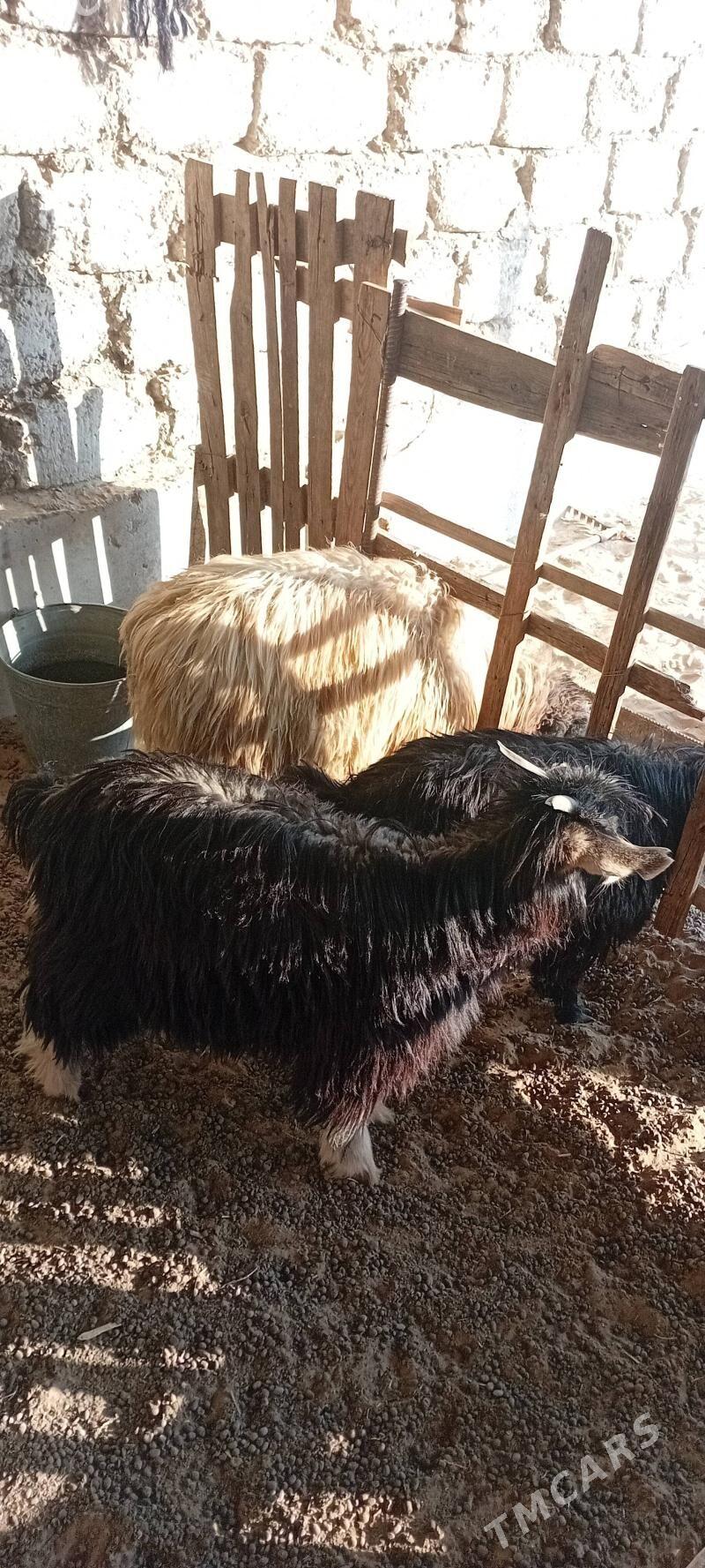 tokly - Garadamak - img 3