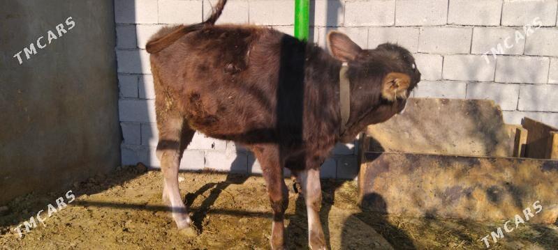 Göle tüwe - Тязе заман - img 7