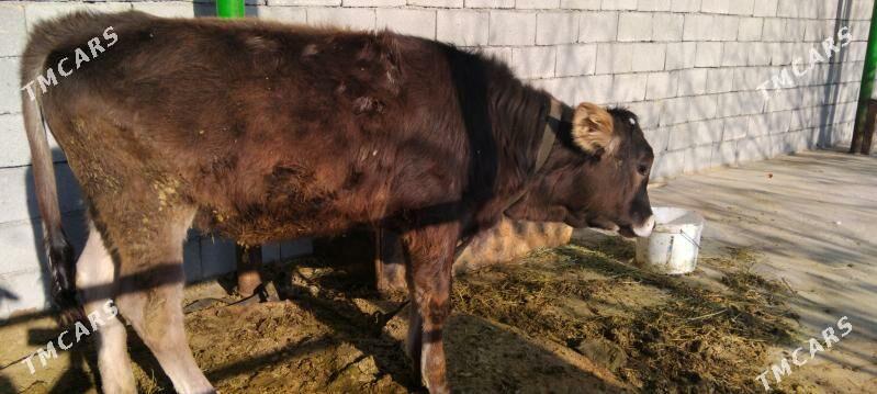 Göle tüwe - Тязе заман - img 5