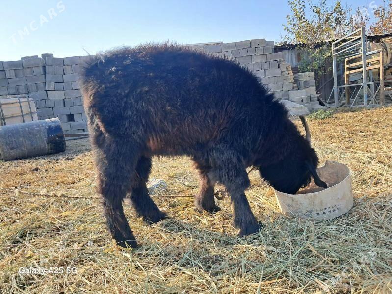 cebis - Gökdepe - img 4