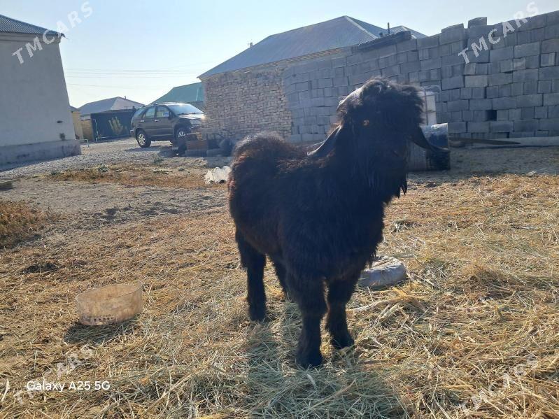 cebis - Gökdepe - img 3