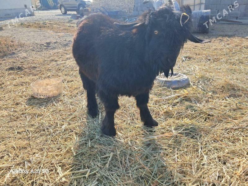 cebis - Gökdepe - img 2