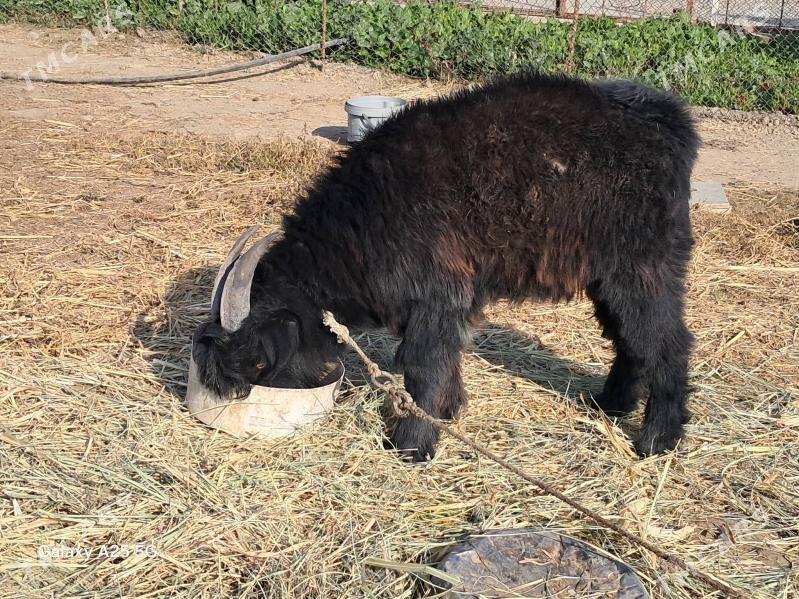 cebis - Gökdepe - img 5