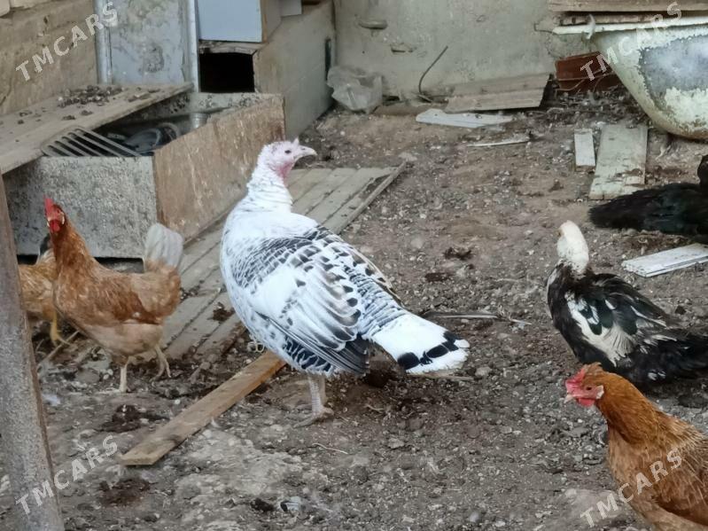 Induk - Балканабат - img 2