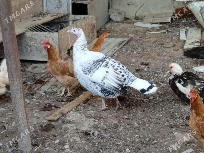 Induk - Балканабат - img 3