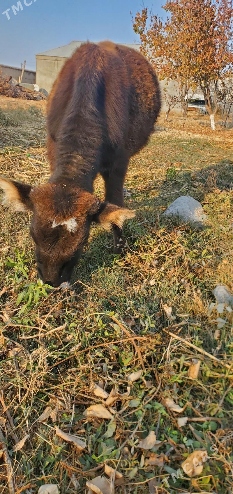 šwes tuwe - Гёкдепе - img 3