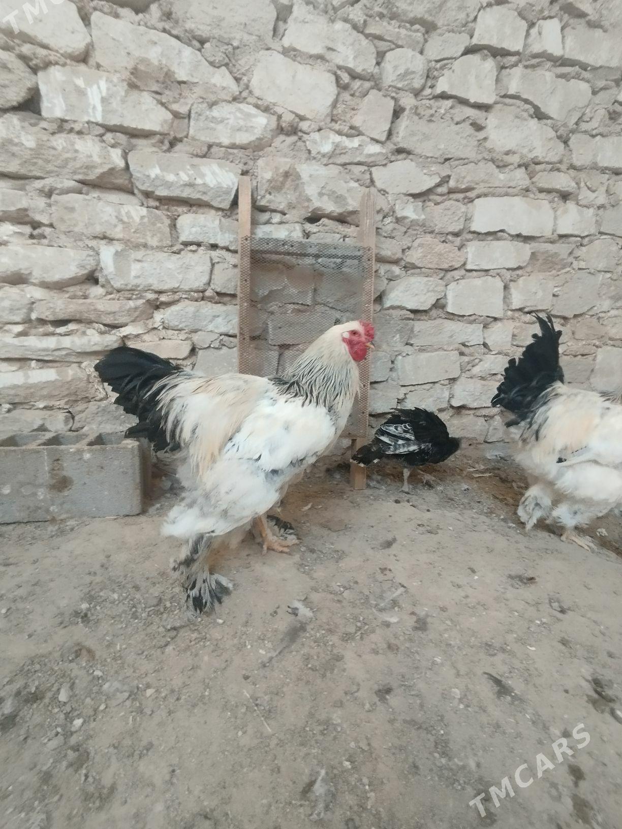 HORAZLAR - Гызыларбат - img 4