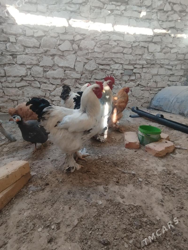 HORAZLAR - Гызыларбат - img 5