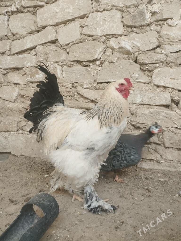 HORAZLAR - Гызыларбат - img 2