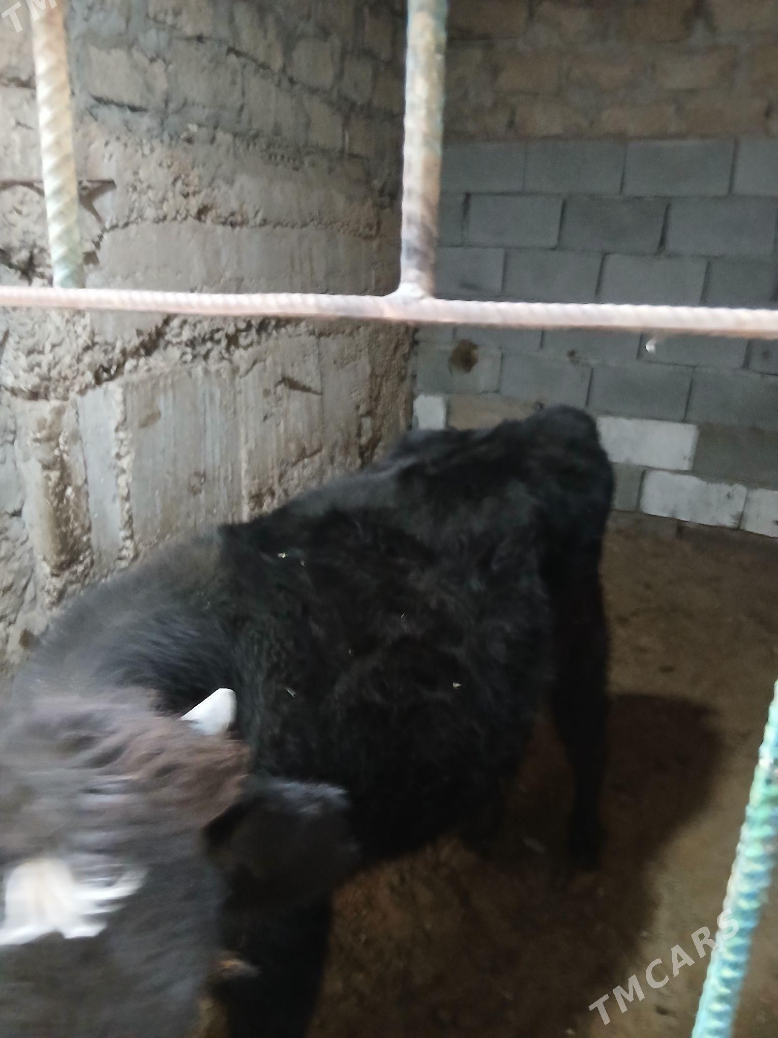 okuz - Aşgabat - img 2