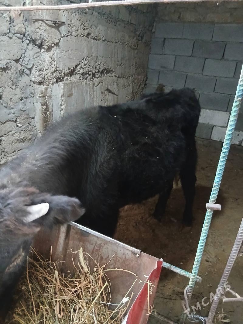 okuz - Aşgabat - img 3