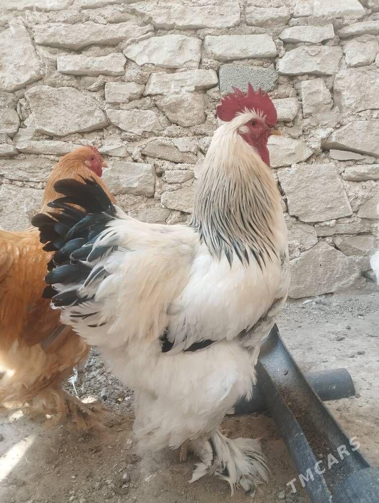 HORAZLAR - Гызыларбат - img 3