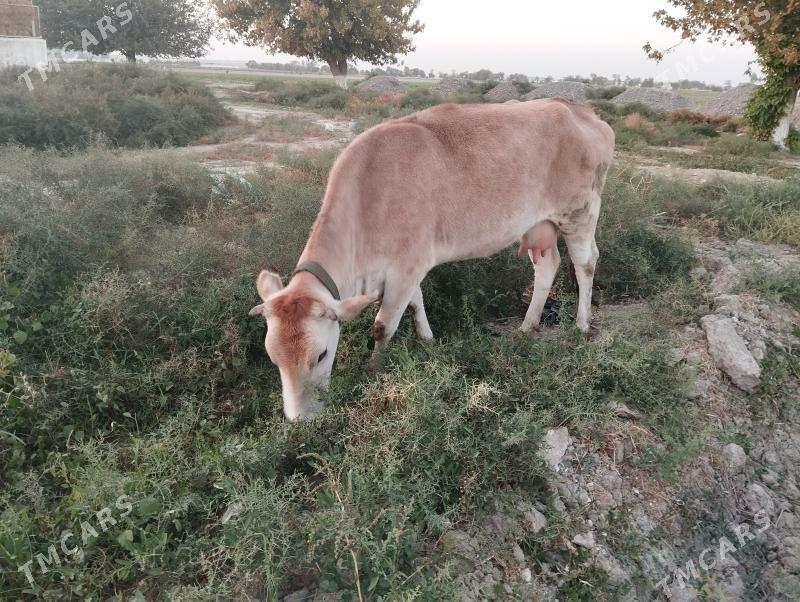 Goleli sygyr - Änew - img 2