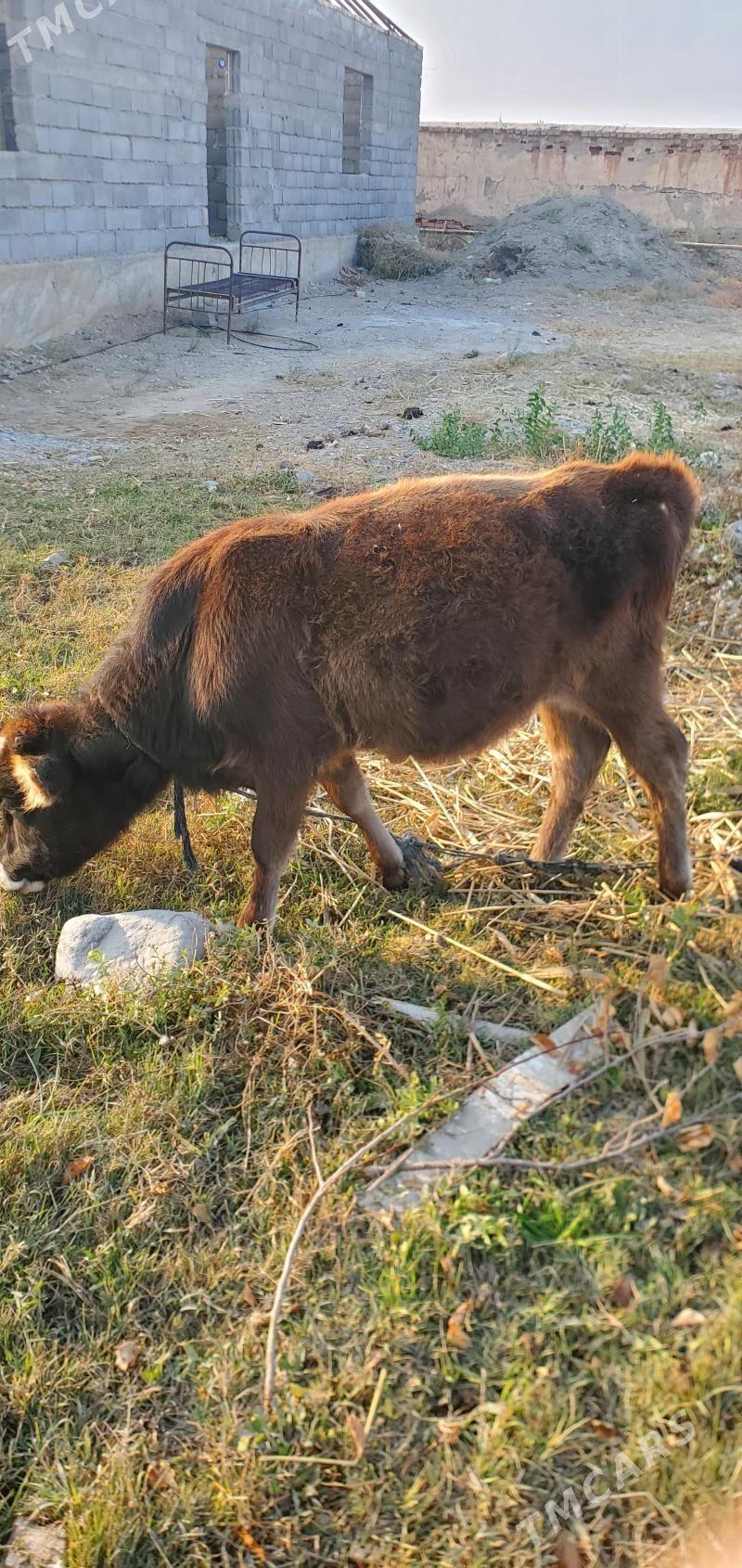 šwes tuwe - Гёкдепе - img 4