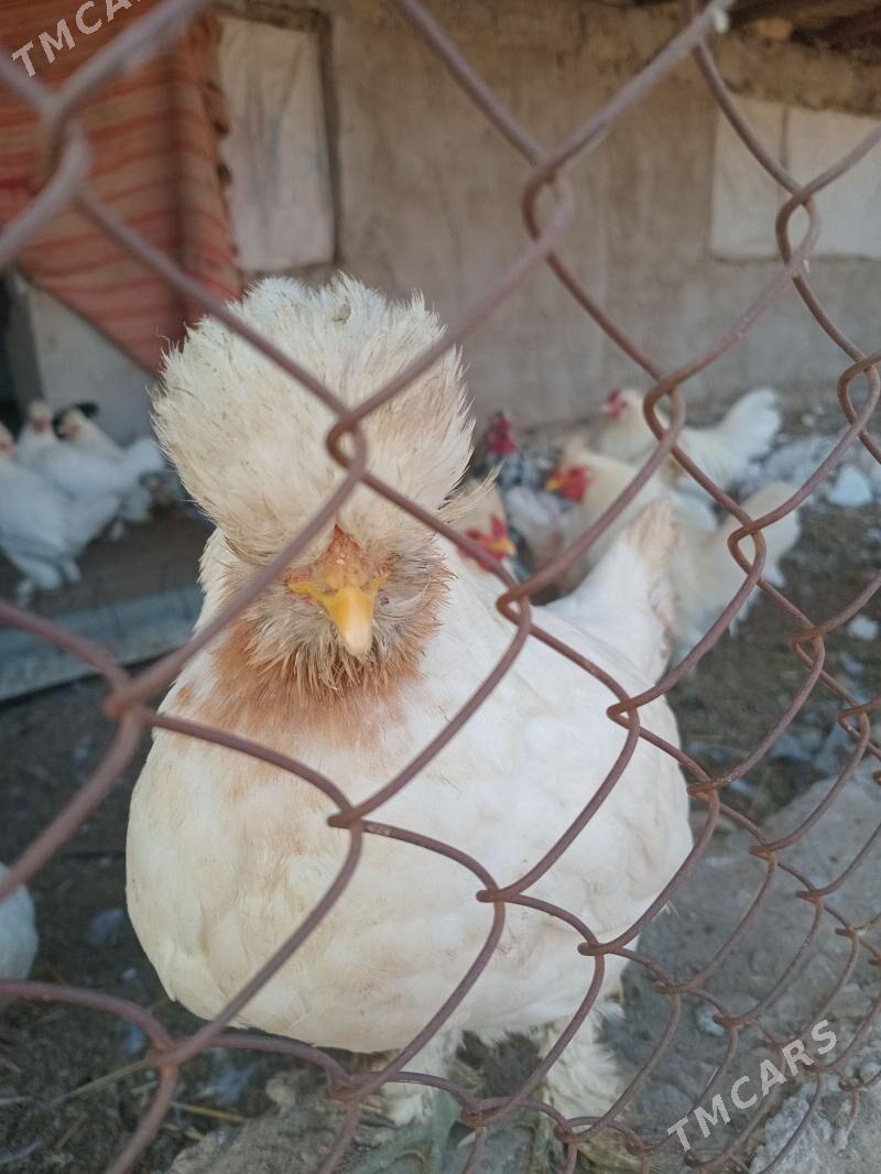 карлик - Фарап - img 10