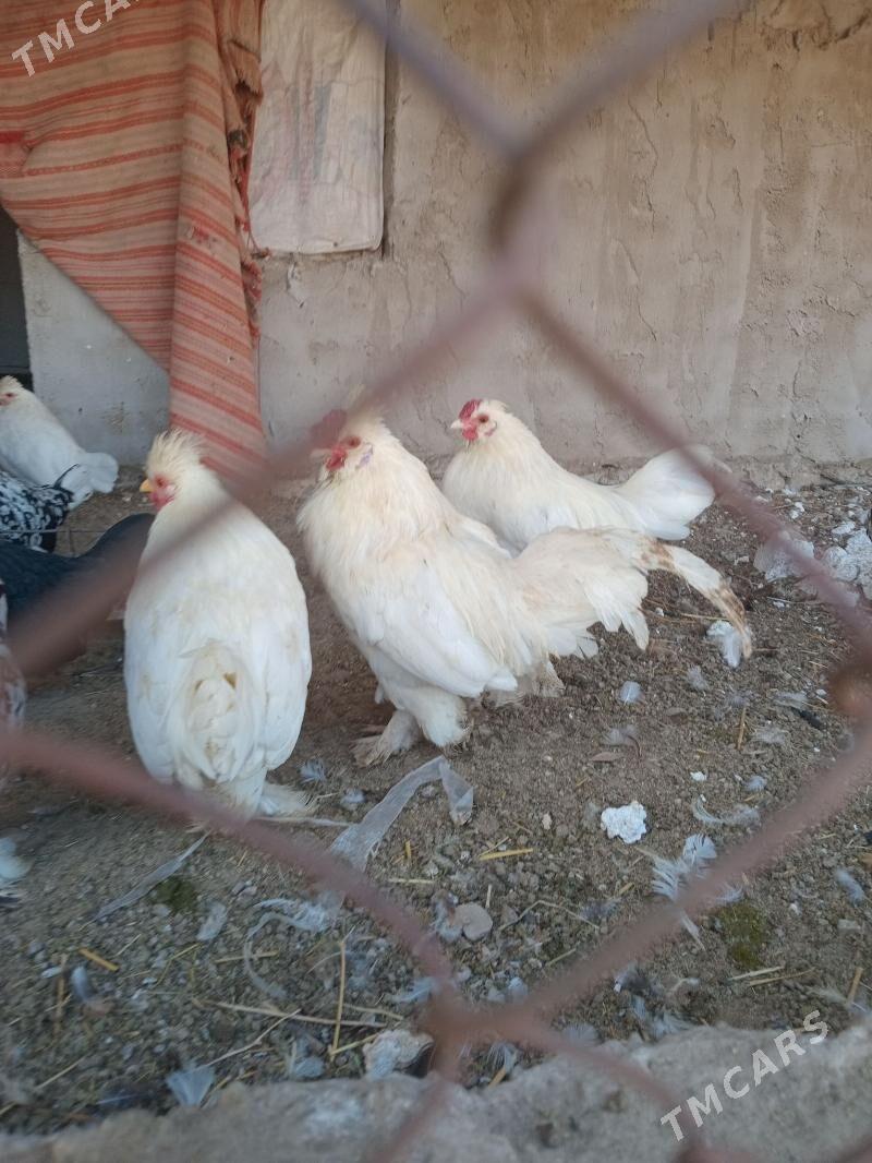 карлик - Фарап - img 7