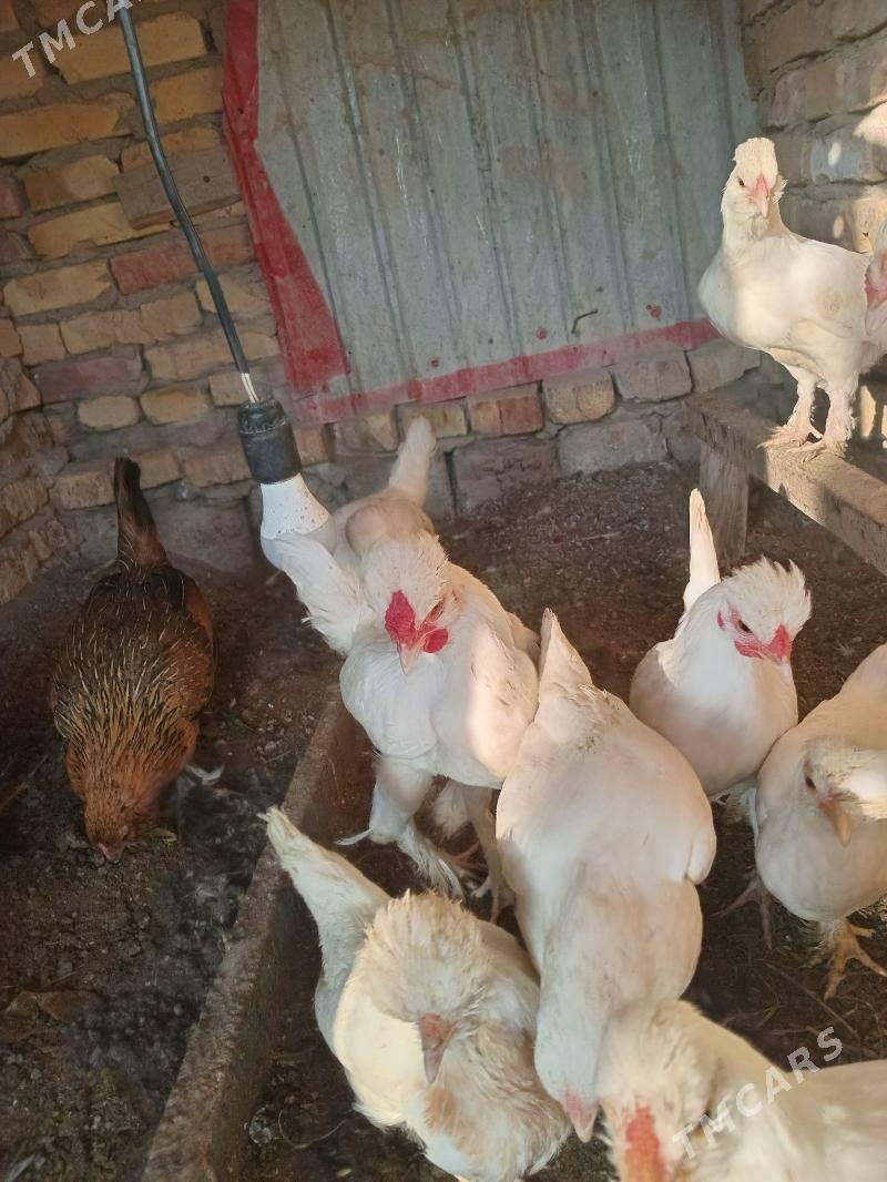 карлик - Фарап - img 3