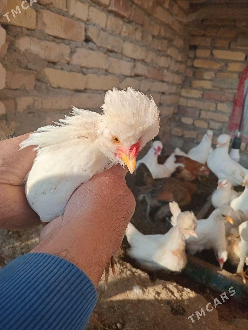 карлик - Фарап - img 2