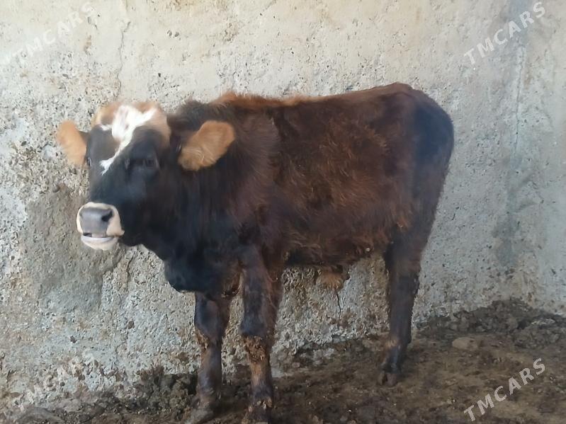 Tuwe - Гёкдже - img 2