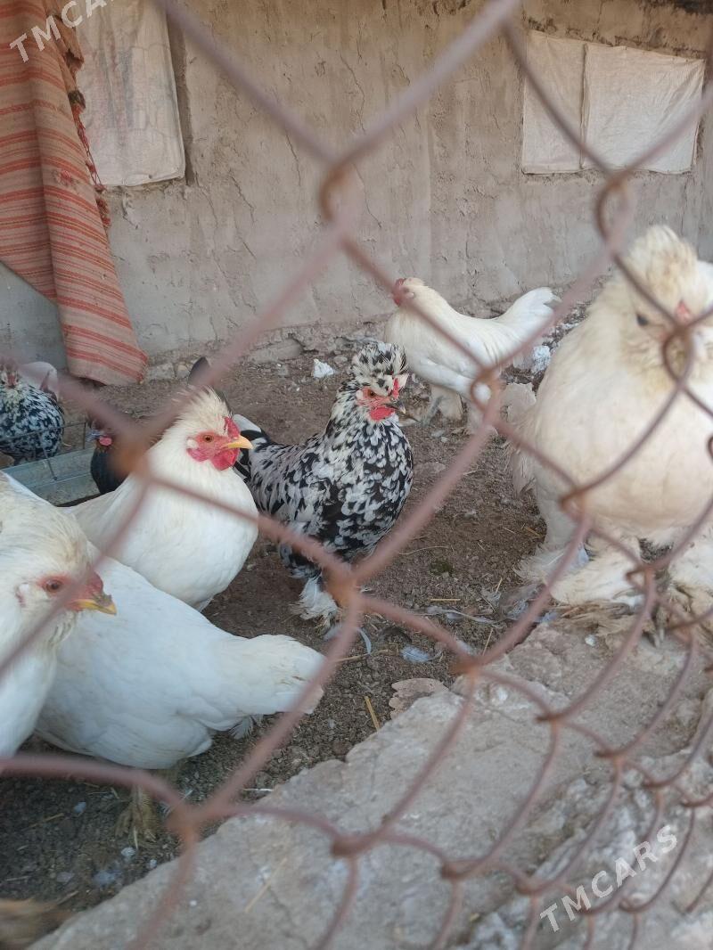 карлик - Фарап - img 8