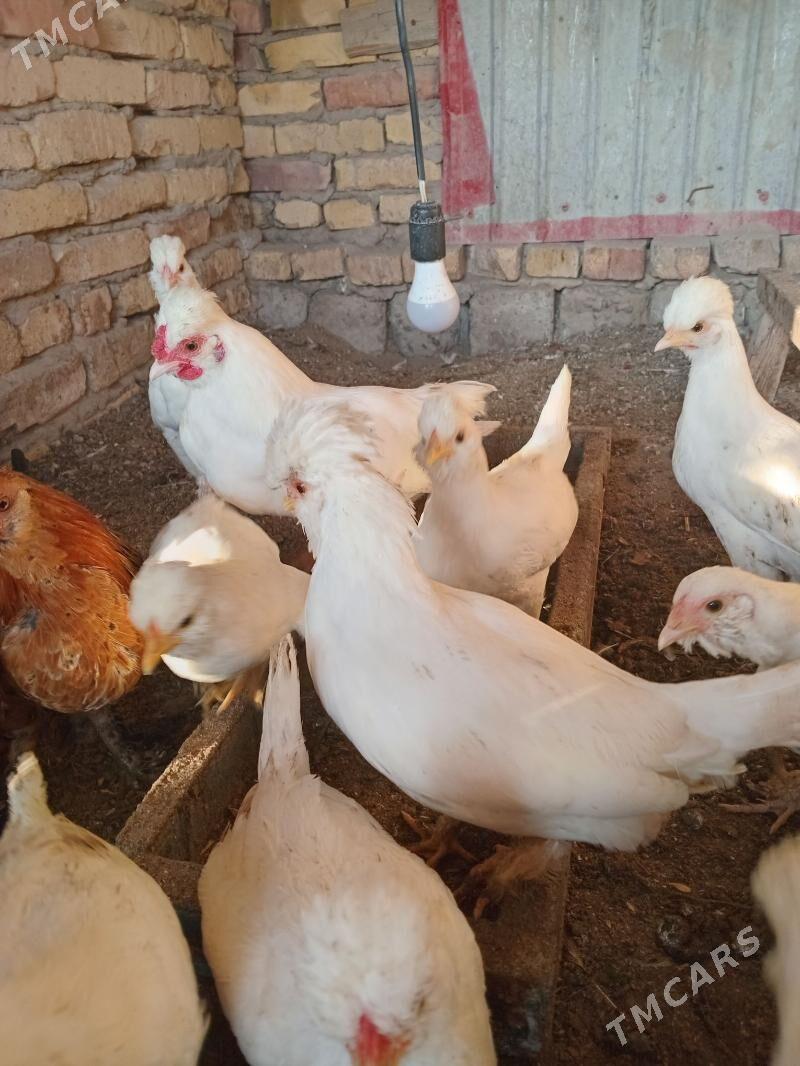 карлик - Фарап - img 4