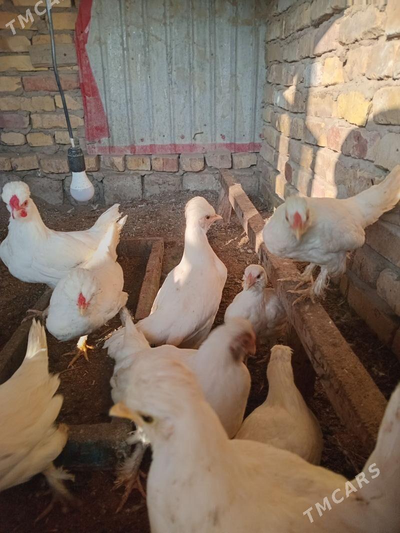 карлик - Фарап - img 5