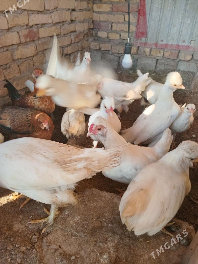 карлик - Фарап - img 6