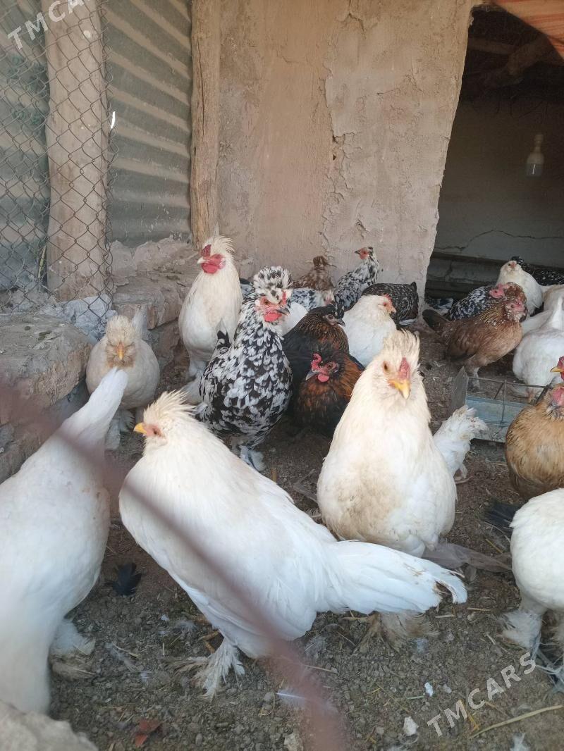 карлик - Фарап - img 9