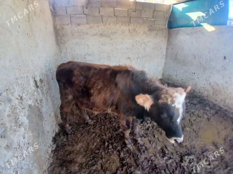 Tuwe - Гёкдже - img 3