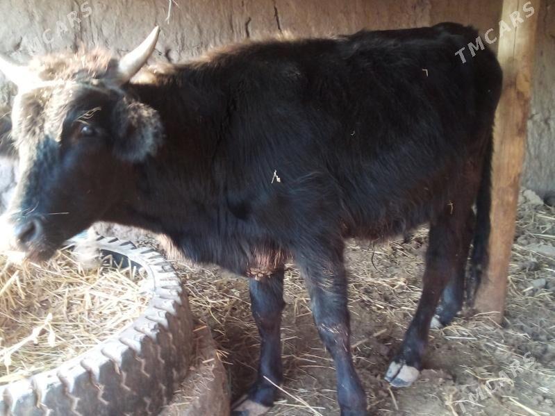 baklyk öküz - Çärjew - img 7