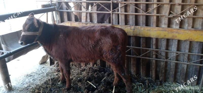 gunajynlar - Чарджоу - img 2