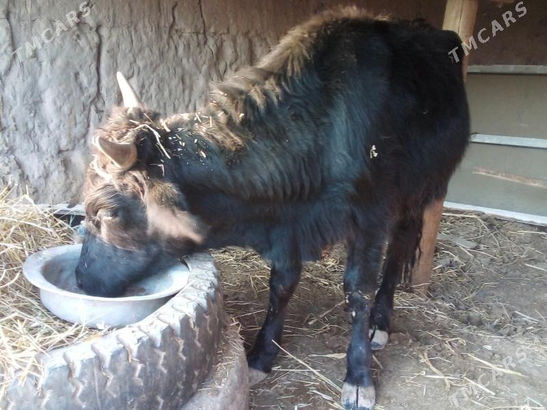 baklyk öküz - Çärjew - img 5