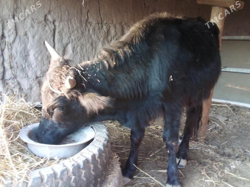 baklyk öküz - Çärjew - img 4