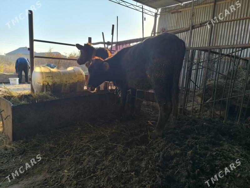 Gulajyn - Векильбазар - img 7