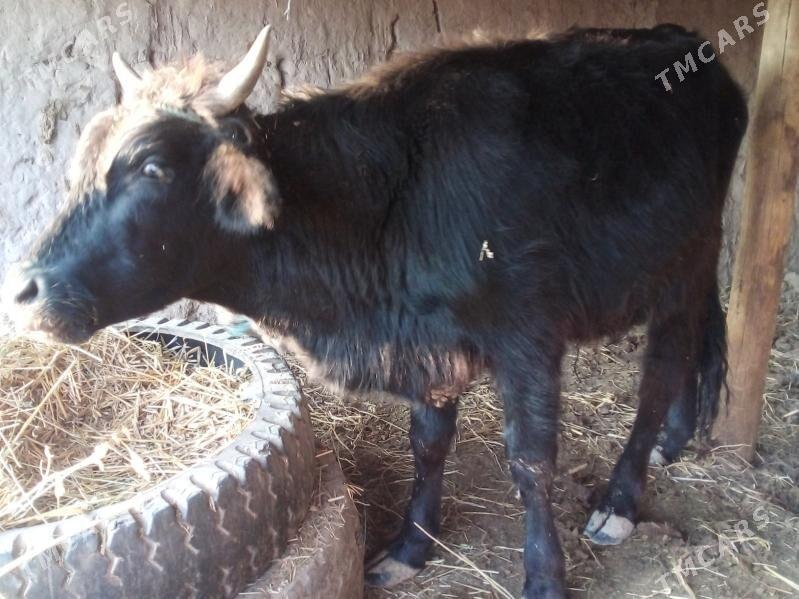 baklyk öküz - Çärjew - img 2