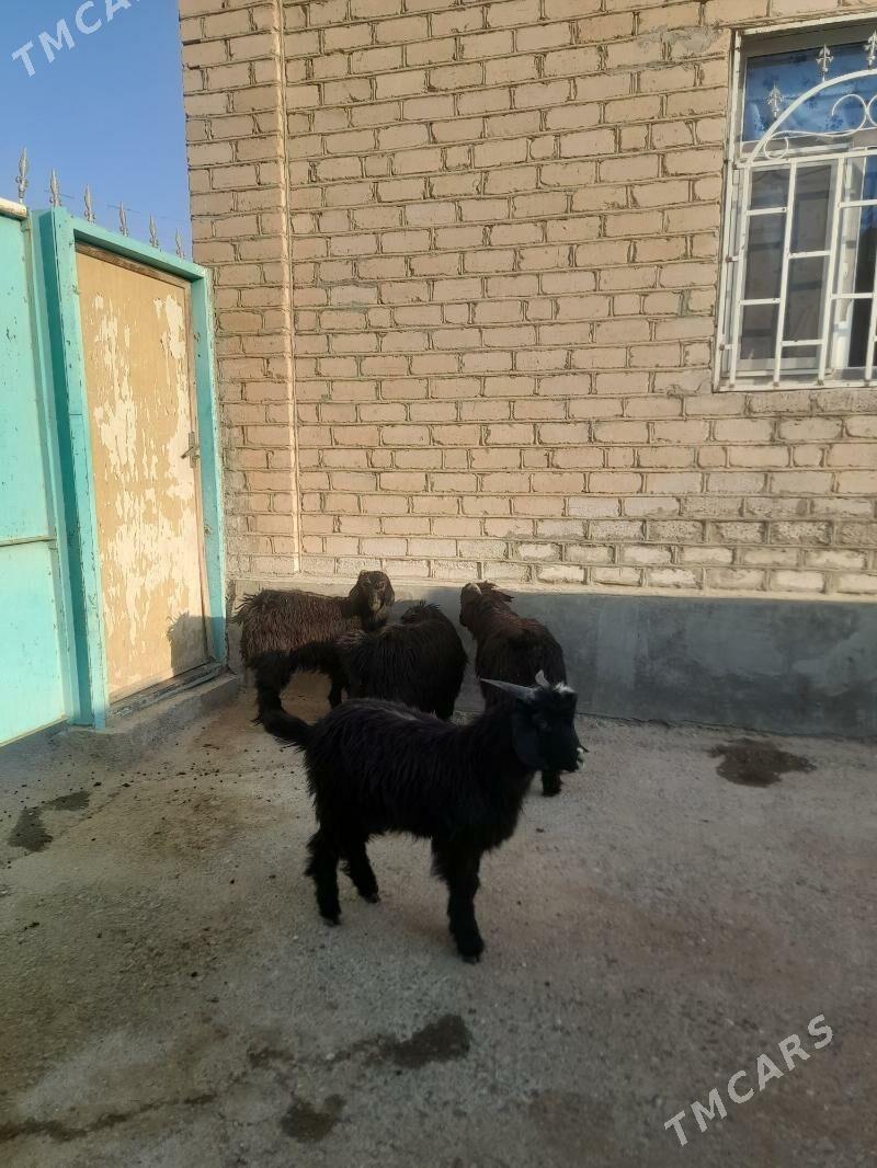 cebis - Garadamak Şor - img 2