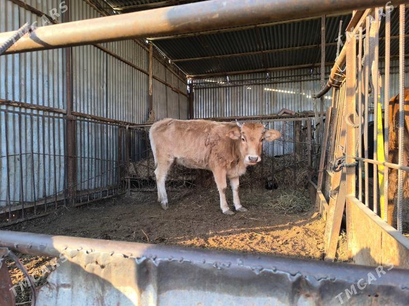 Gulajyn - Векильбазар - img 9