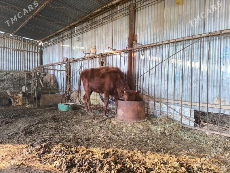 Gulajyn - Векильбазар - img 4