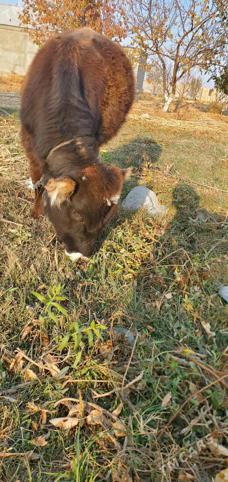 šwes tuwe - Гёкдепе - img 5