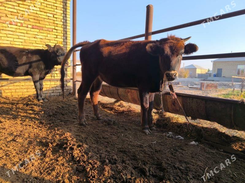 Gulajyn - Векильбазар - img 3