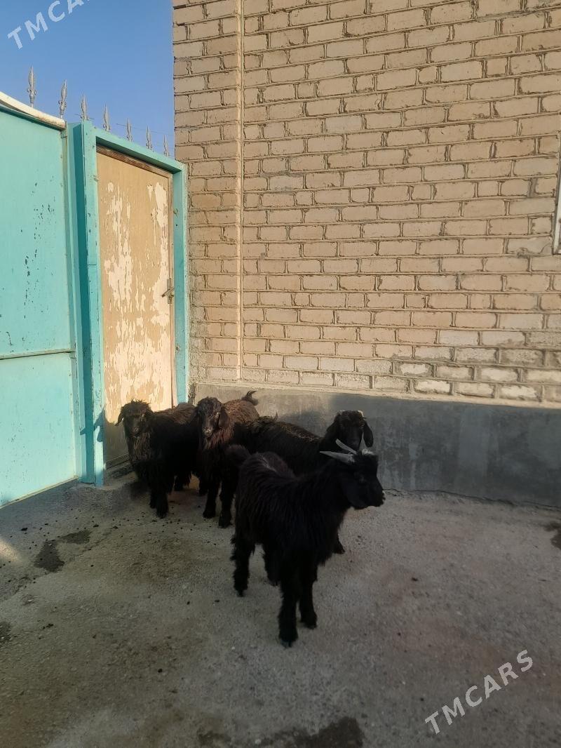 cebis - Garadamak Şor - img 3