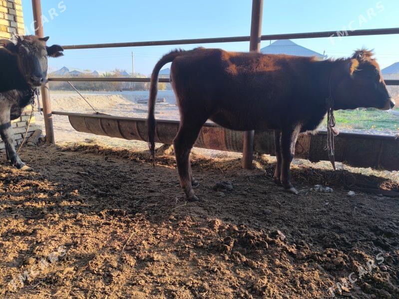 Gulajyn - Векильбазар - img 2