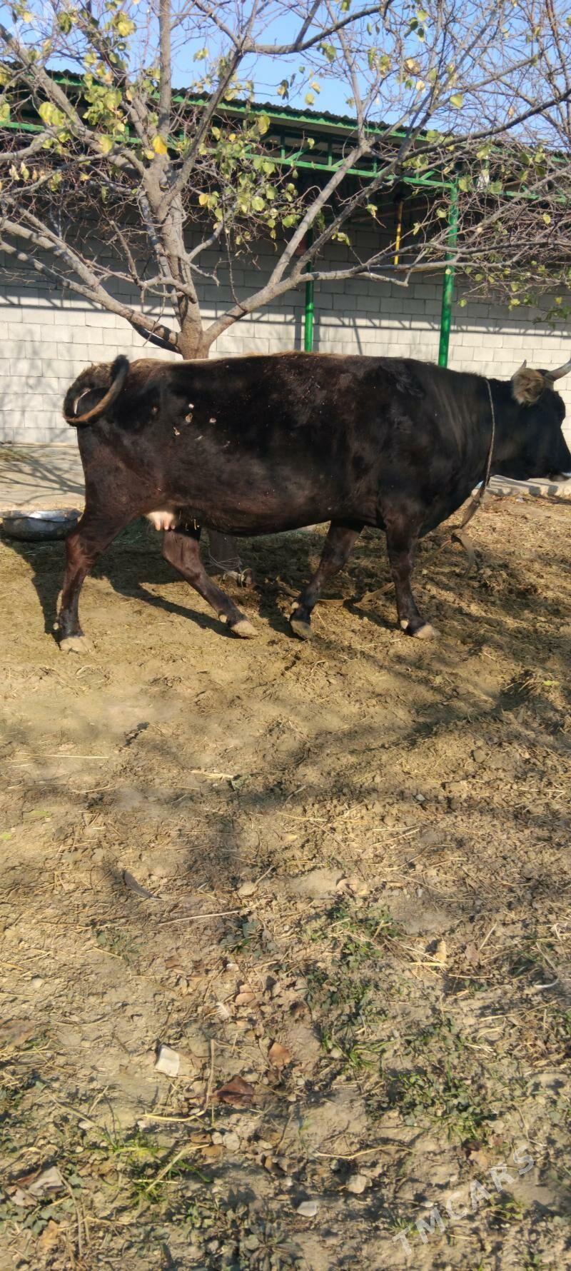 sygyr - Täze zaman - img 4