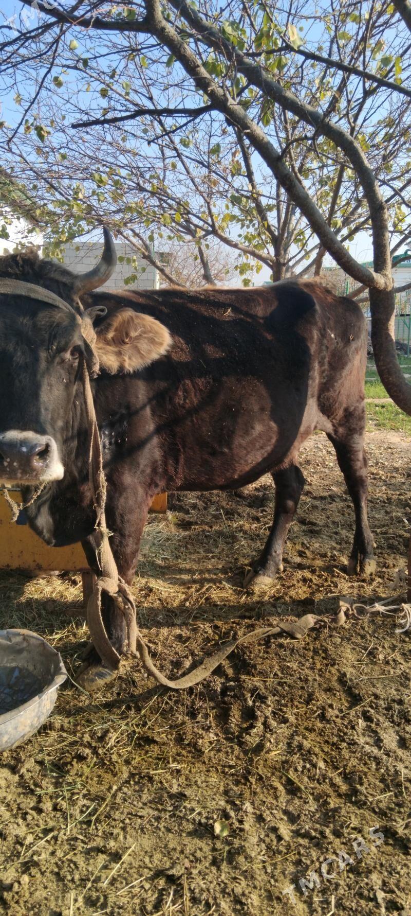 sygyr - Täze zaman - img 7